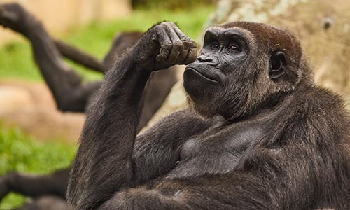 gorilla