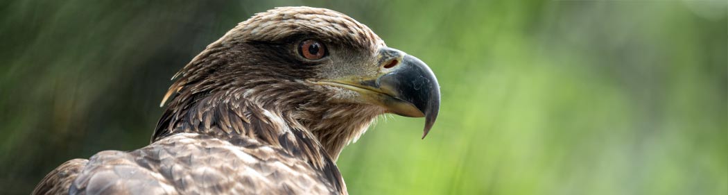 Stone Zoo's bald eagle, Grace