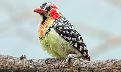 red and yellow barbet