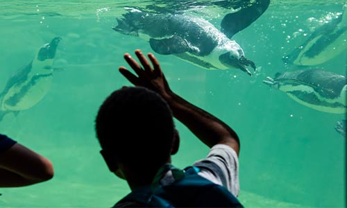 child looking at African penguins from underwater viewing window