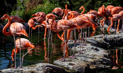 flamingo flock
