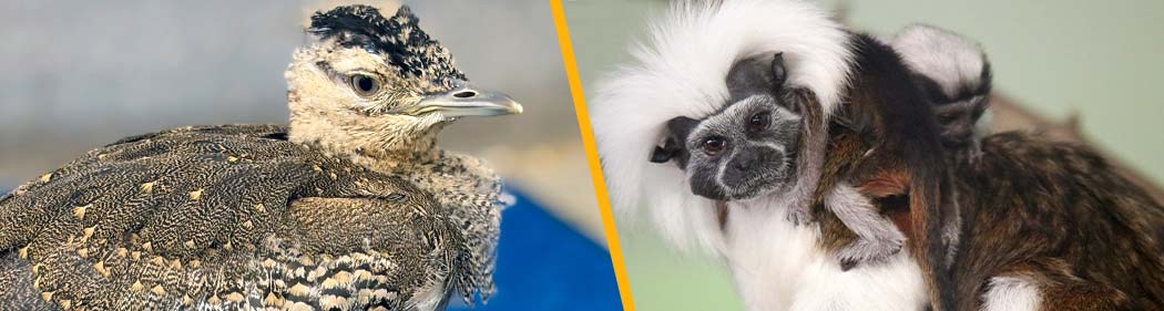 kori bustard chick and cotton-top tamarin baby and mother