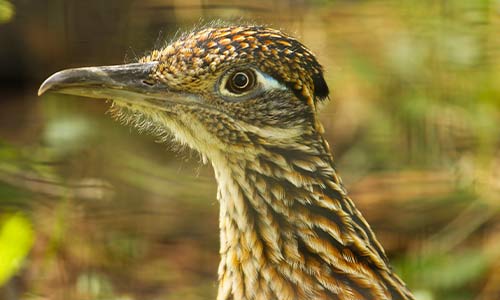 roadrunner