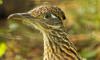 roadrunner