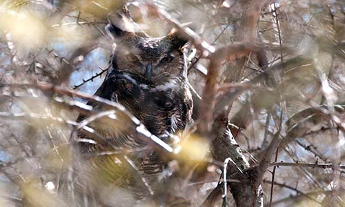 great horned owl