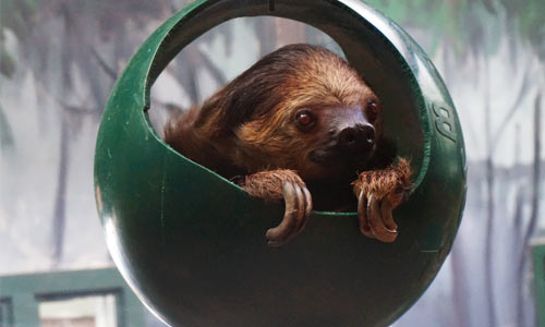 Linne's Two-toed Sloth | Franklin Park Zoo