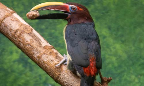 green aracari