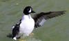 Barrow's Goldeneye