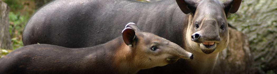 Baird's tapirs