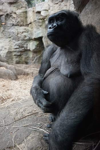 Gorilla Pregnant
