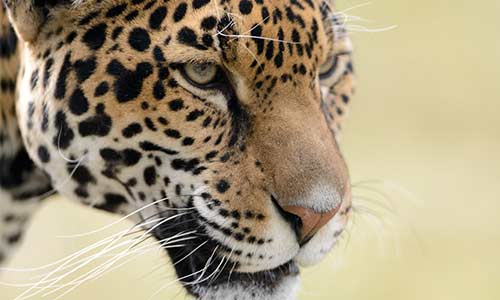 Jaguar | Stone Zoo