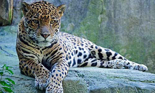 Jaguar | Stone Zoo
