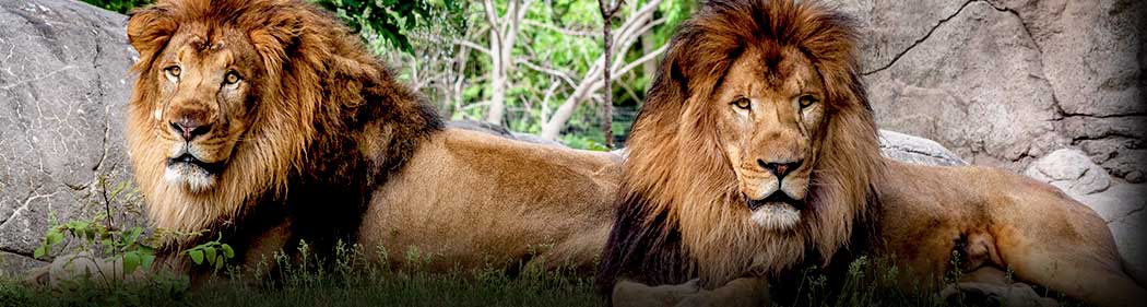 African lions