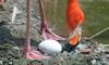 flamingo and egg