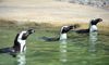 African penguins swimming