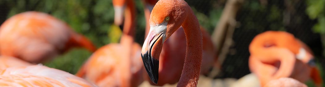 flamingo flock