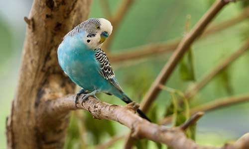 budgie
