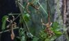 Australian walking stick