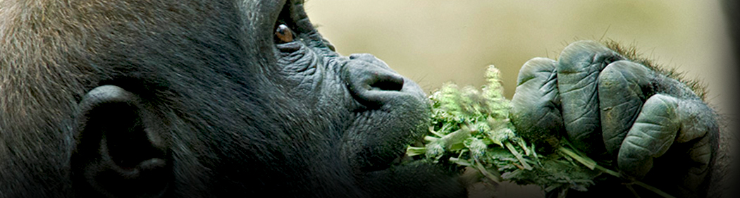 gorilla having a snack
