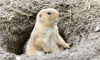prairie dog
