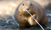 prairie dog
