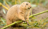 prairie dog