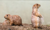 prairie dog