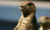 prairie dog