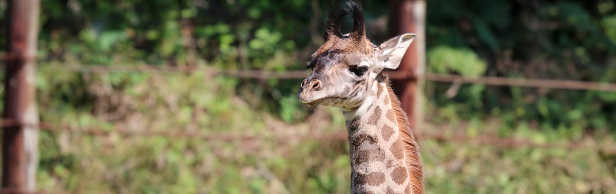 baby giraffe making his exhibit debut