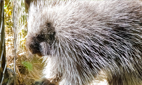 North American porcupine
