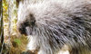 North American porcupine