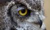 closeup on eye of great horned owl