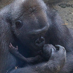 gorilla mother and baby