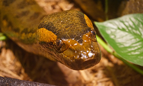 Green Anaconda Franklin Park Zoo