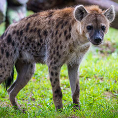 Hyena Box