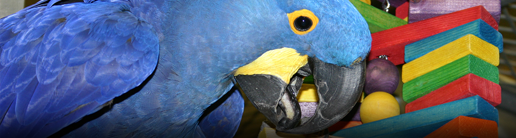 macaw and enrichment