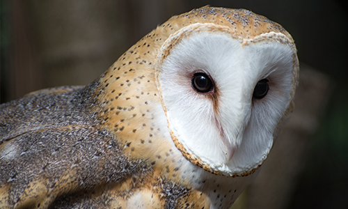Barn Owl | Stone Zoo