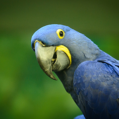 Macaw Box