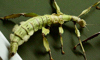 walking stick