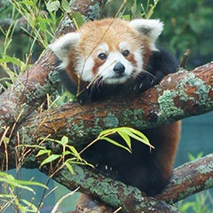 red panda climbing