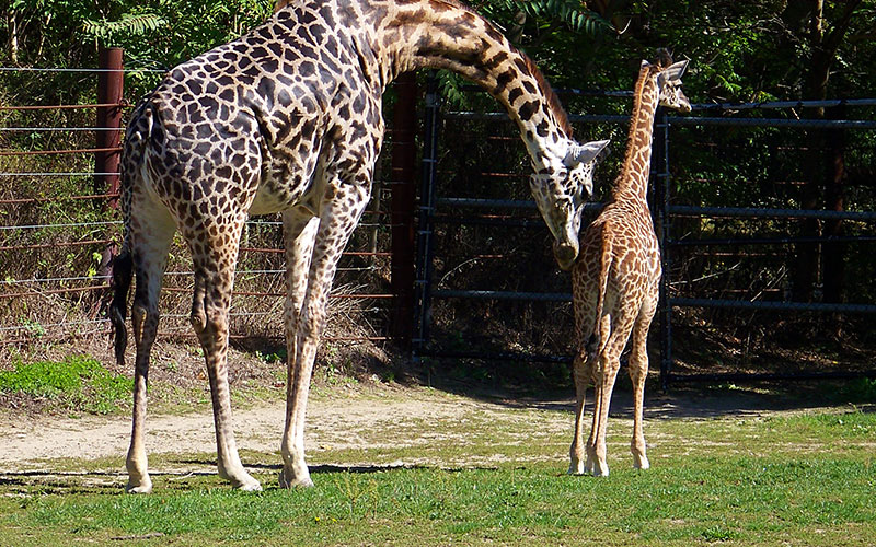 giraffe calf