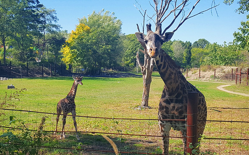 giraffe calf