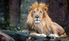 African Lion | Franklin Park Zoo