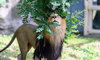 African Lion | Franklin Park Zoo