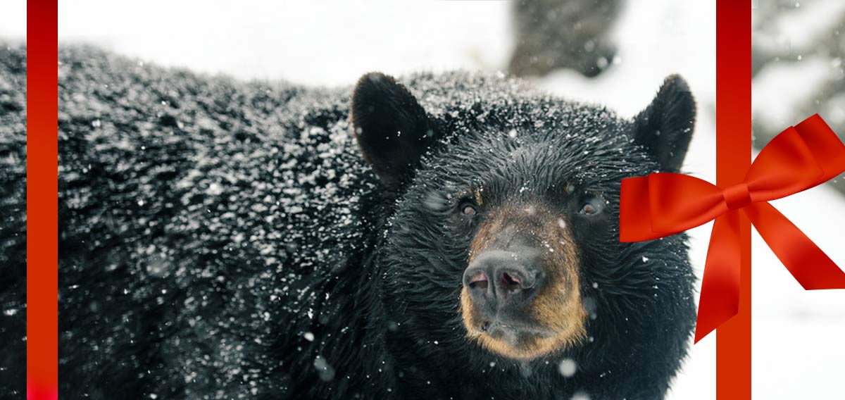 bear in the snow