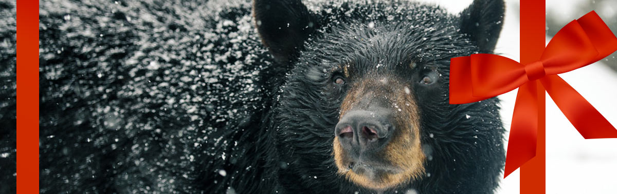 bear during the holidays