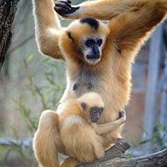 gibbon mother and baby