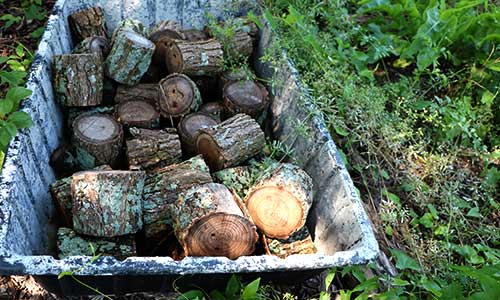 logs for bee hotel