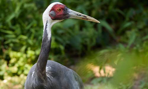 white-naped crane