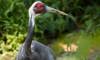 white-naped crane